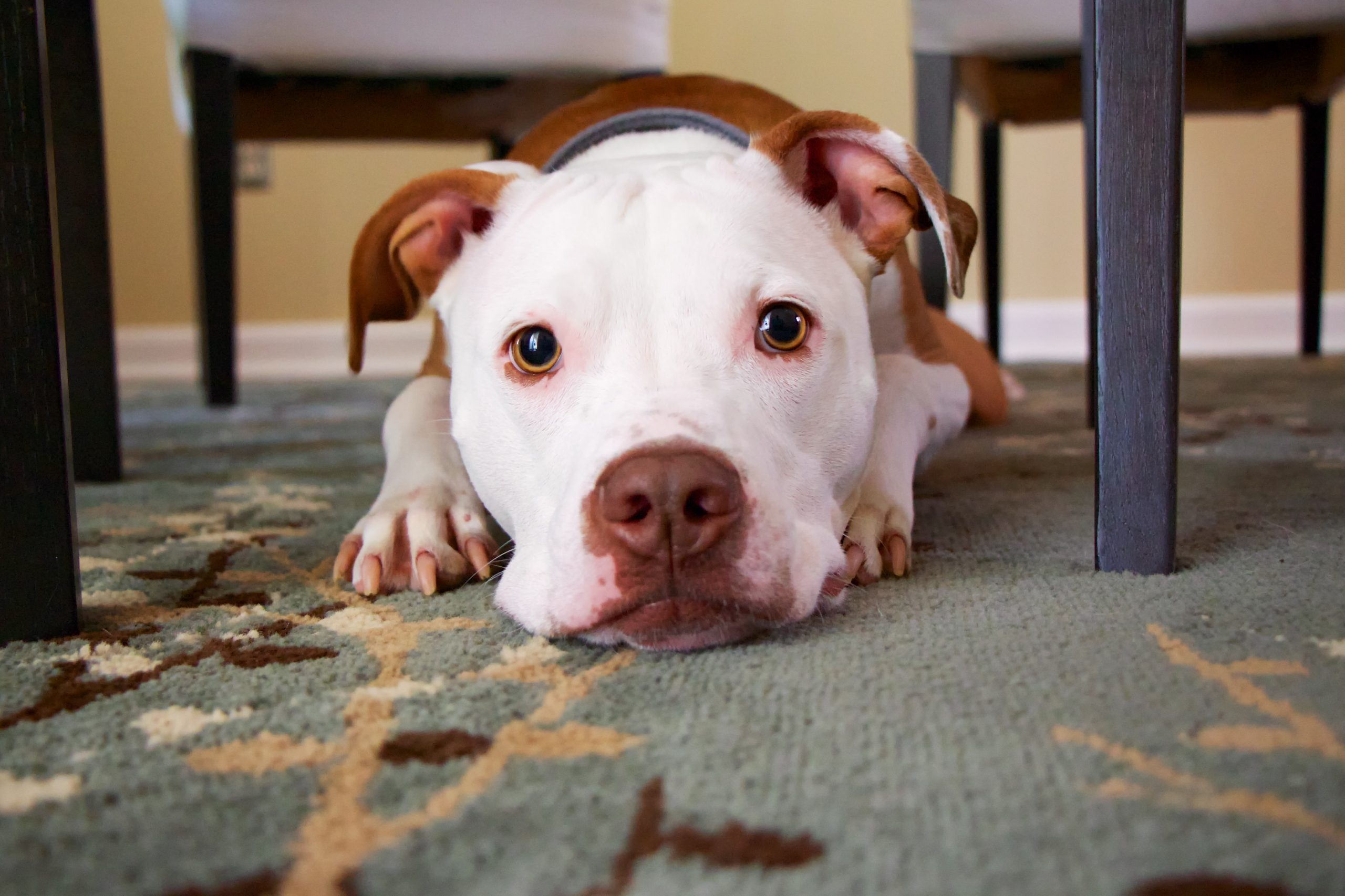 Scared dog lying on rug