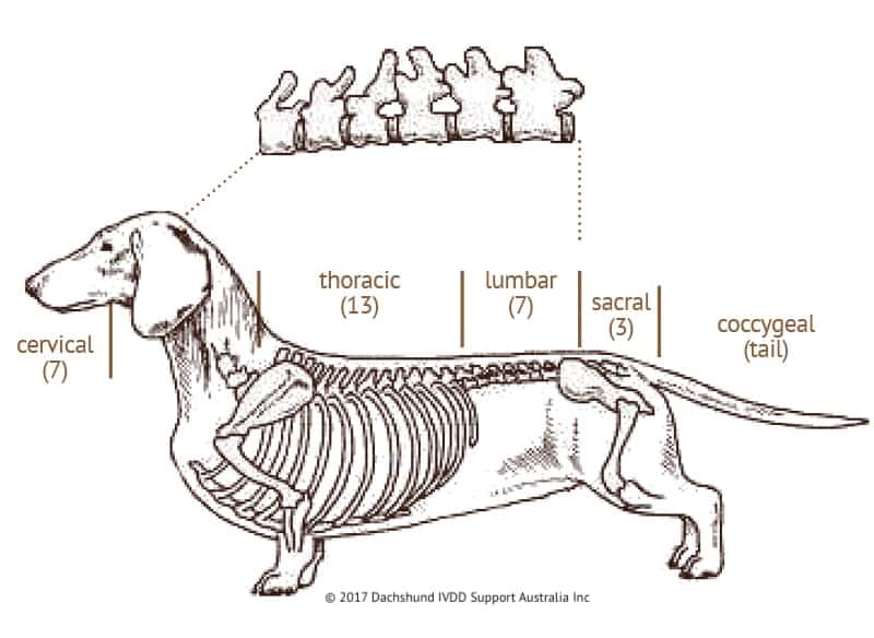 Intervertebral Disc Disease (IVDD) in Dogs Slipped Disc Power Paws