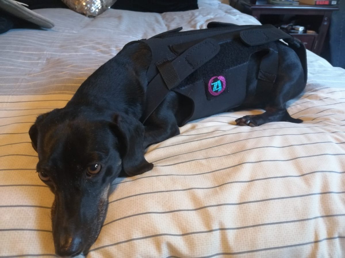 Intervertebral Disc Disease (IVDD) in Dogs Slipped Disc Power Paws