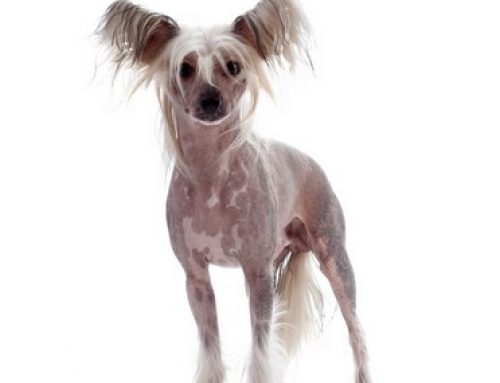 Exotic Breeds – Chinese Crested