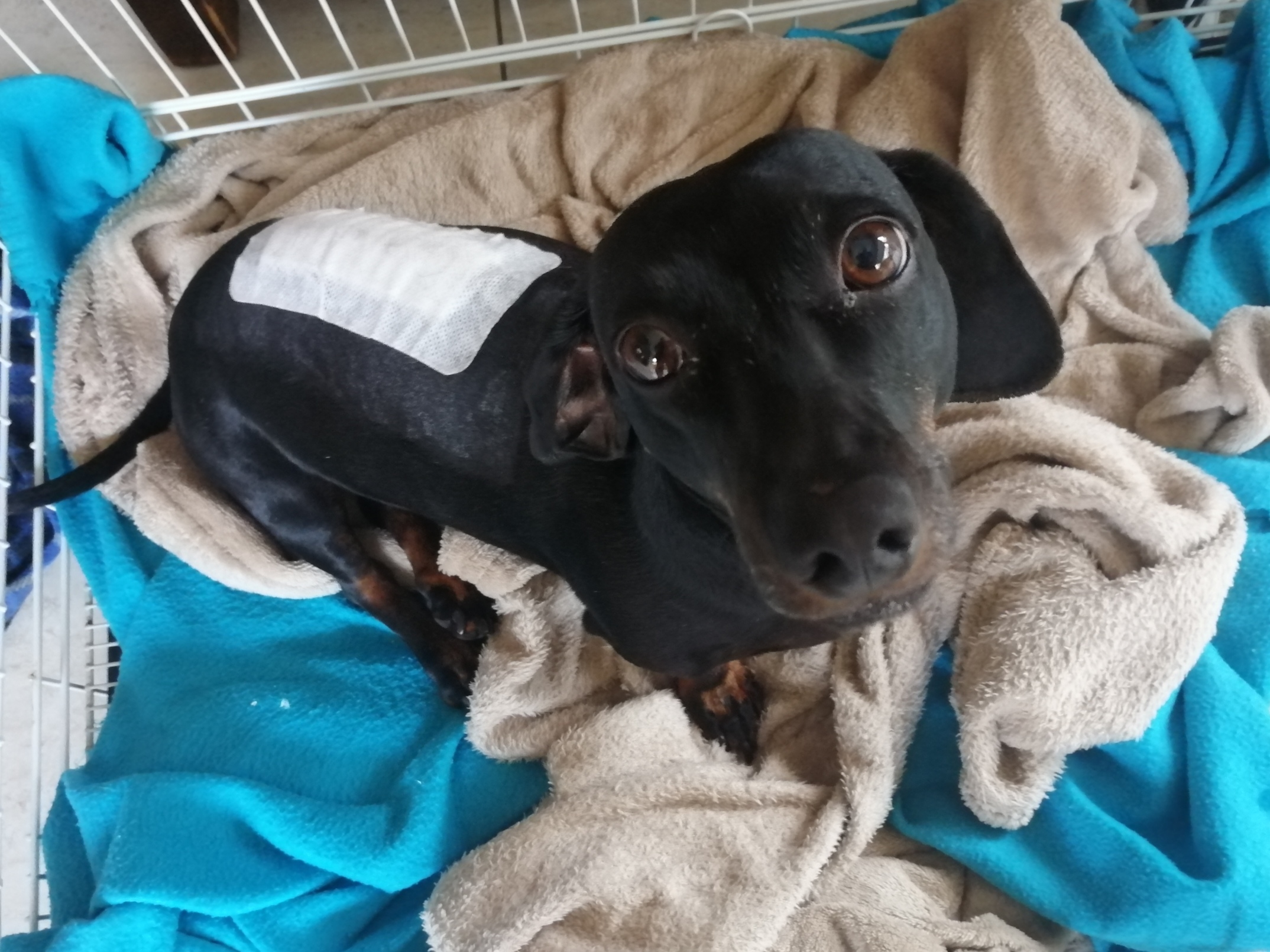 Intervertebral Disc Disease (IVDD) in Dogs Slipped Disc Power Paws