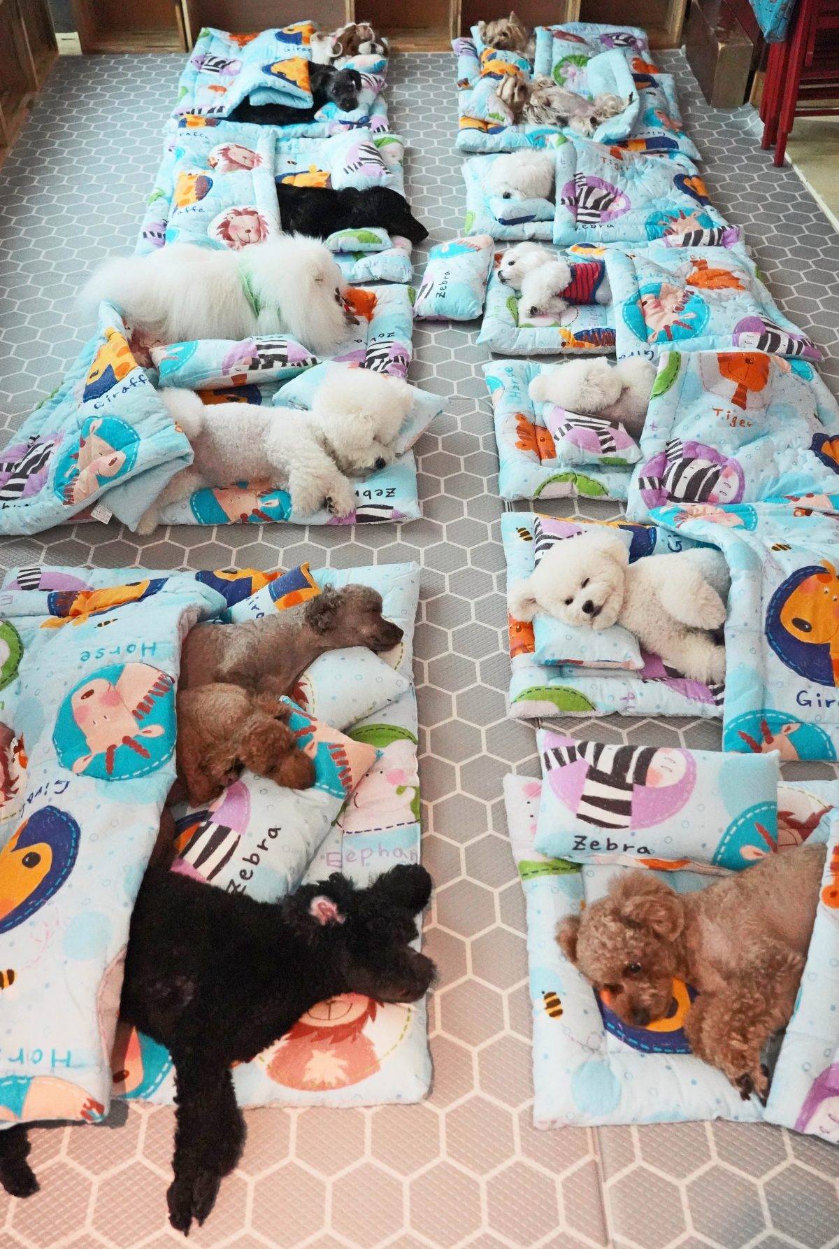 Doggy Daycare Jobs Hiringfav Page Create - uh3v4kk